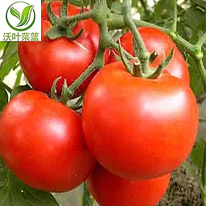 ���t����500g��